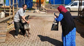 Besicilerin kurbanda da mesaisi sürüyor