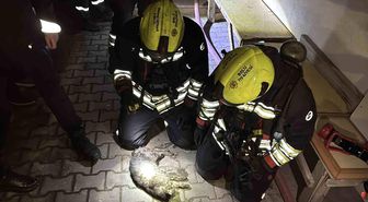 Bolu'da apartman dairesinde korkutan yangın: Evin kedisi telef oldu