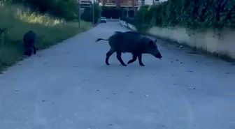 Domuzlar yerleşim yerine inerek yiyecek aradı