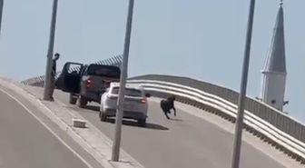 Kaçan keçi, trafiği birbirine kattı