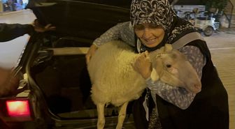 Kaçan kuzuya benzetilen 'Çorap', kurbanlık olmaktan son anda kurtuldu