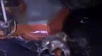 Su samurlarının balık keyfi kamerada