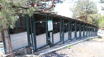 Zonguldak'taki doğal yaşam alanları 12 binden fazla sahipsiz köpeğe yuva oluyor