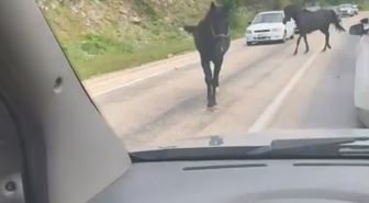 Bursa'da başıboş atlar, trafiği tehlikeye soktu