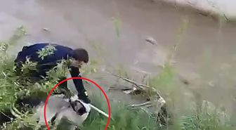 Çar Çayı'na düşen köpeği, elini ısırmasına rağmen kurtardı