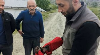 Doğanşehir'de bulunan sansar yavrusu koruma altına alındı