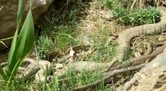 Hakkari'de doğaseverler dev engerekle karşılaştı