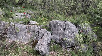 Karabük'te koruma altındaki 'ayı gülü' çiçek açtı