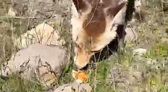 Ahlat'ta aç tilki piknik sofrasına ortak oldu