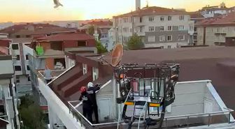Avcılar'da yuvadan düşen yavru martıları itfaiye kurtardı