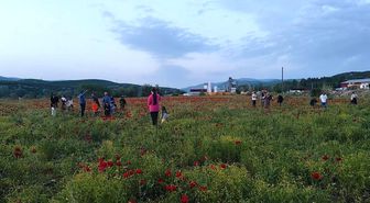 Bingöl'de doğal oluşan gelincik tarlası vatandaşların ilgi odağı oldu