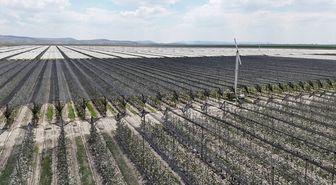 Karaman'daki elma bahçelerinde biyoteknik mücadele sayesinde ilaç kullanımı azaldı