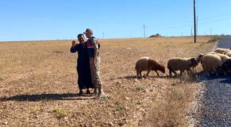 Kaybolan küçükbaş hayvanları jandarma buldu