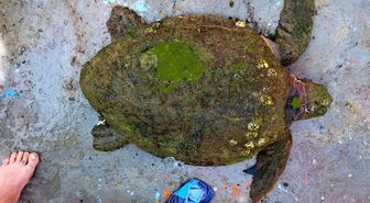 Yaralı Caretta caretta'ya yardım eli uzandı