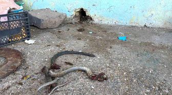 Yılanı vurmak isterken 5 kişiyi yaraladı