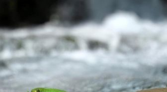 Sürgü Takas'ta yeşil kertenkele ilgi çekti