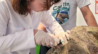 Yaralı caretta carettanın tedavisine başlandı