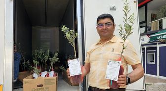 5 bin zeytin fidanı dağıtıp, oğlunun düğününe çağırdı