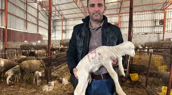 57 yıllık tecrübeden koyunculuğa başlayacaklara önemli öneriler