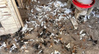 Bursa'da sahipsiz köpekler 30 tavuğu telef etti