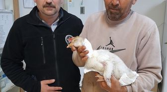 Elazığ'da atmacanın boynundan yaraladığı kaz yavrusuna hastanede pansuman yapıldı