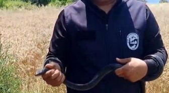 Hatay'da yaşlı kadının evine giren yılanı yakalayan Yılancı Kemal 'Sevgili karayılan insanlardan uzak dur' sözleriyle doğaya saldı