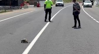 Hınıs'ta yürekleri ısıtan görüntü: Polis memuru kaplumbağa için trafiği durdurdu