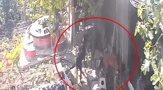 Kümese giren sokak köpekleri 30 tavuğu öldürdü