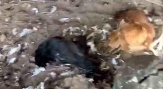 Sokak köpekleri kümese girdi, 30 tavuk telef oldu