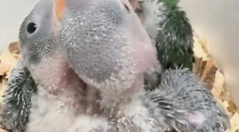 Yasa dışı satılmak istenen 3 yavru İskender papağanı korumaya alındı