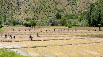 Bitlis'te köylülerin geleneksel yöntemlerle çeltik ekim mesaisi sürüyor