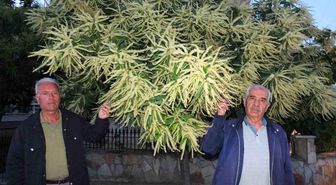 Burhaniye'de kestane ağaçları çiçek açtı