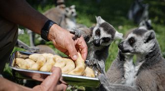 Bursa Hayvanat Bahçesi'nde penguenler klimalı odalarda, lemurlar ise soğuk meyveyle serinliyor