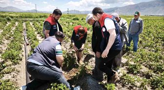 Dolu yağışı tarım alanlarına zarar verdi