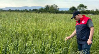 Düzce'de yem bitkileri ekili alanlar denetlendi