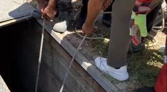 Havalandırma boşluğuna düşen eşek kurtarıldı