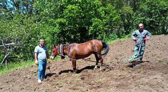Hizan'da traktörün giremediği tarlalar karasabanla sürülüyor