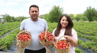 Kiraladıkları tarım arazilerinde yılda 70 ton organik çilek üretiyorlar