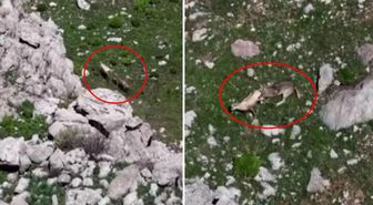 Tunceli'de nefes kesen görüntü! Kurtlar, yaban keçisini böyle avladı