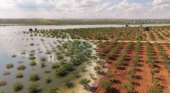 Su altında kalan fıstık bahçeleri dronla görüntülendi