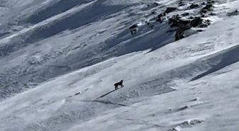 Bitlis'te nesli tehlike altında olan vaşak görüntülendi