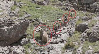 Bozayı ve 3 yavrusu dron kamerasında