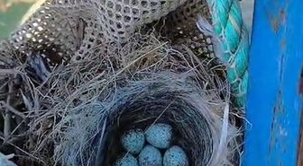 Balık Yetiştiricisi, Kuş Yuvası Yüzünden Ağı Suya Bırakmadı