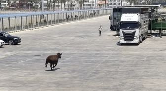Limanda kaçan angus denize düştü