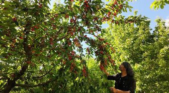 Manavgat'ta erkenci kiraz hasadı başladı