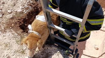 Mardin'de çukura düşen köpek kurtarıldı