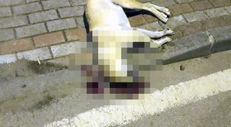 Oğlunu ısıran köpeği öldüren kişiye verilen beraat kararını istinaf bozdu