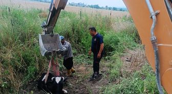 Osmaniye'de çamura saplanan ineği belediye ekipleri kurtardı