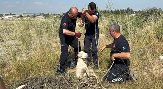 Otlarken kanalizasyon çukuruna düşen oğlak, çıkardığı sesle kurtuldu