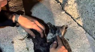 Yangında mahsur kalan kedileri itfaiye ekipleri kurtardı